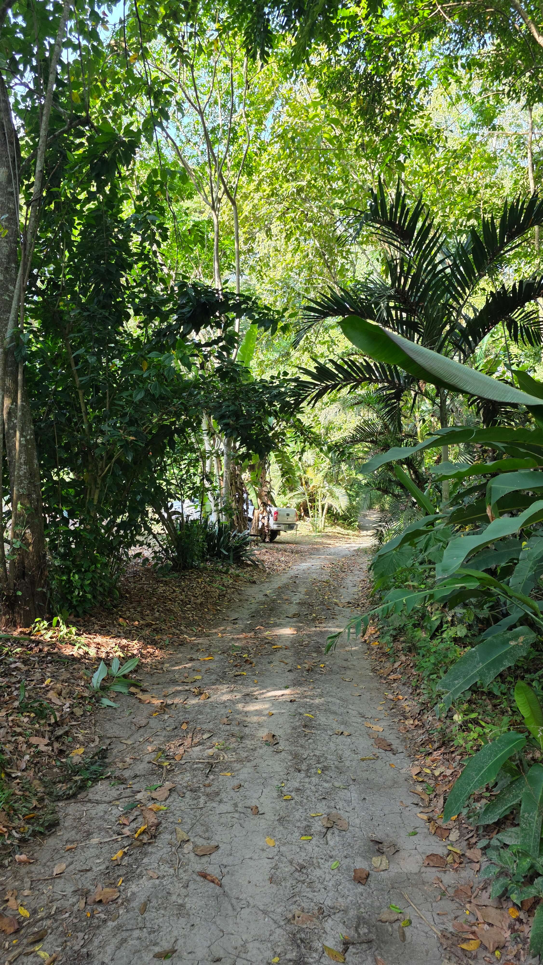 Arrival path moving through the rainforest grid at Finca LunaSoul